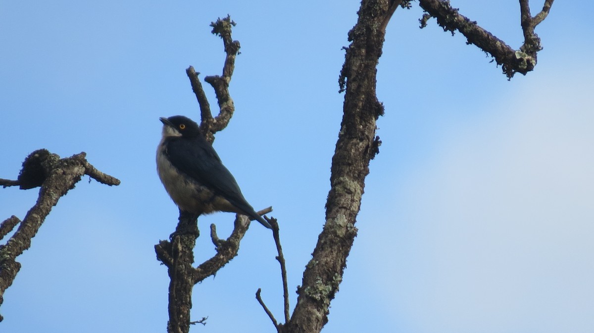 Sharpe's Starling - Mick Mellor