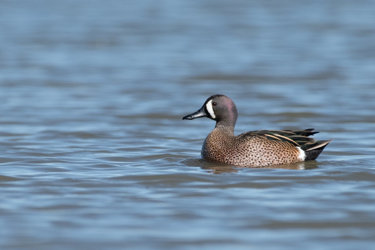 Blue-winged Teal - ML531848851