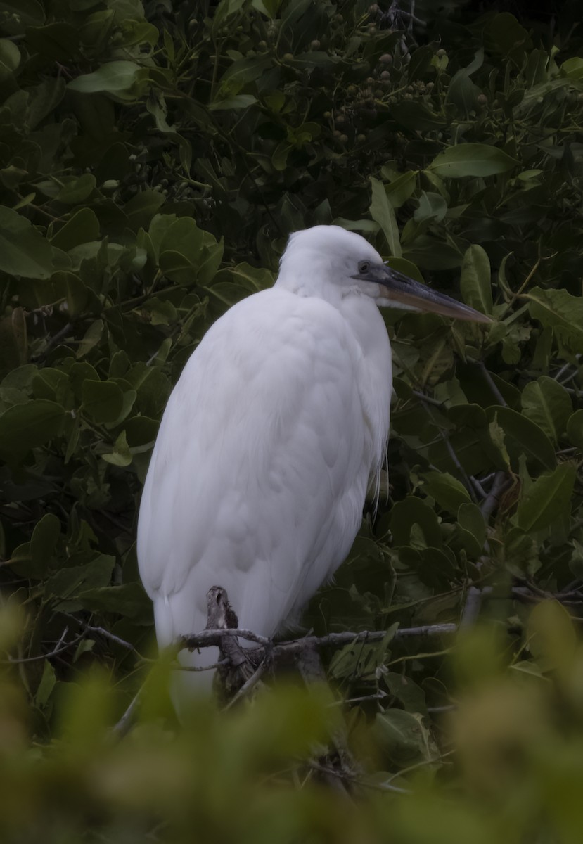 Great Blue Heron (Great White) - ML531849891