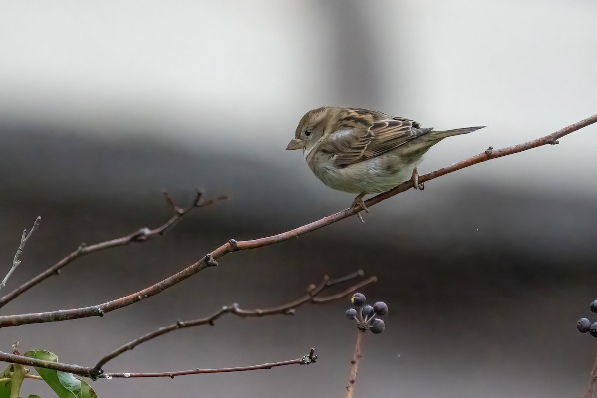 House Sparrow - ML531850151