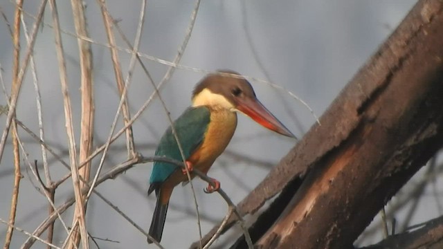 Stork-billed Kingfisher - ML531850161