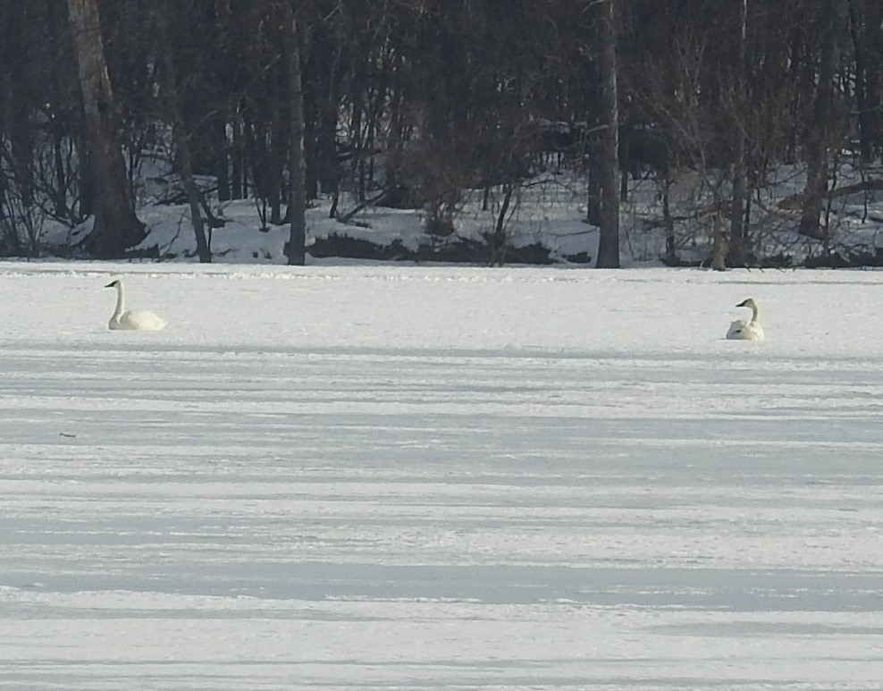 Trumpeter Swan - ML531850531