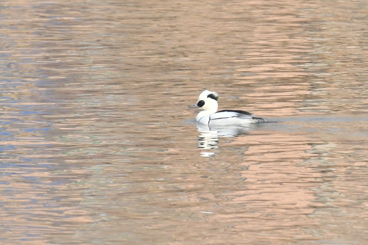 Smew - ML531850621