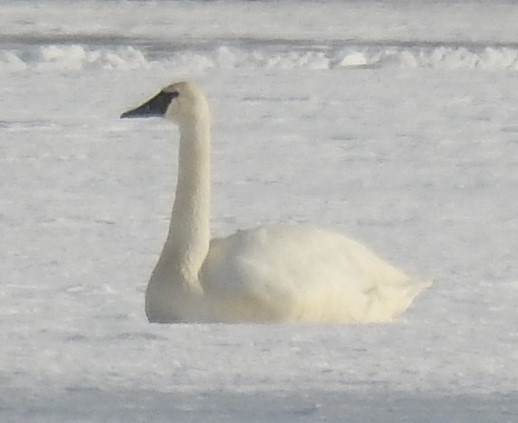 Cygne trompette - ML531850721