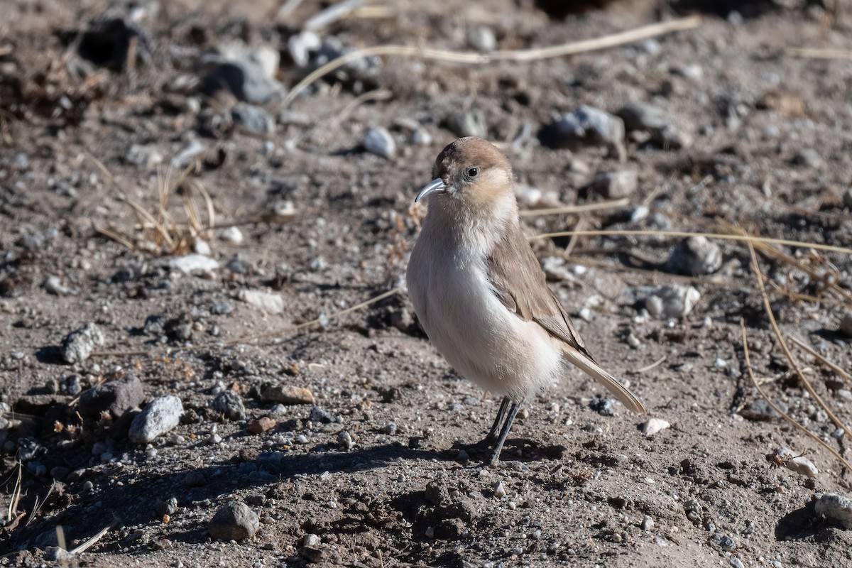 Ground Tit - ML531851231