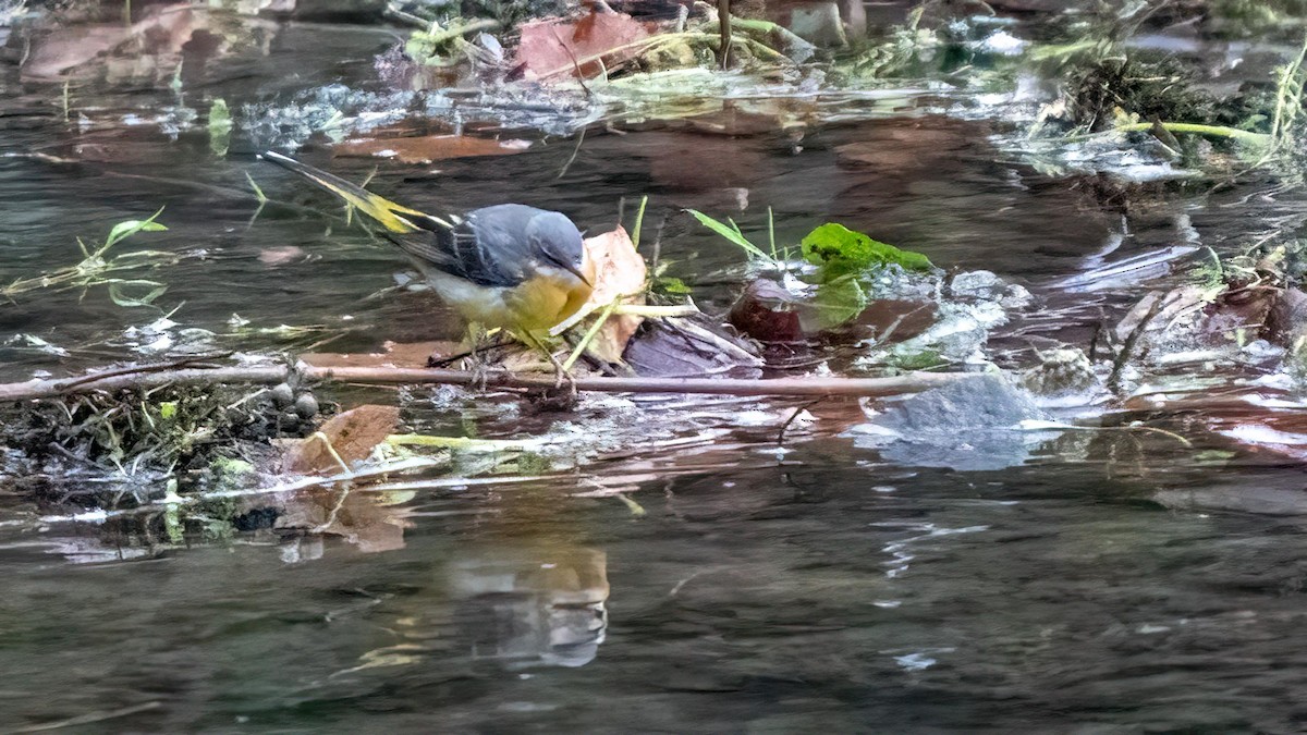 Gray Wagtail - ML531851241