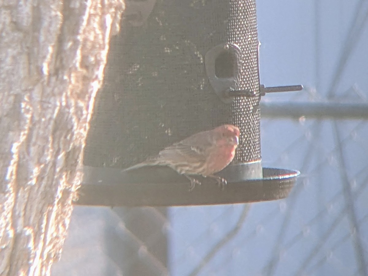 House Finch - ML531851251