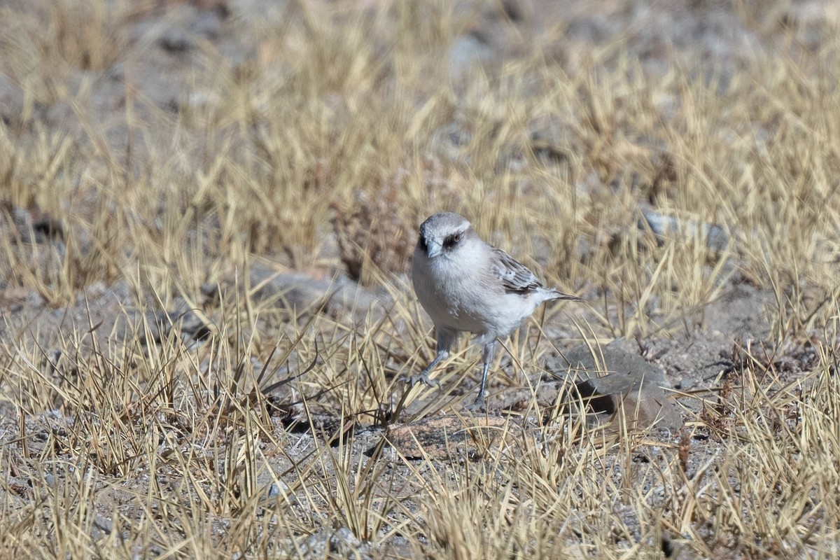 White-rumped Snowfinch - ML531851331