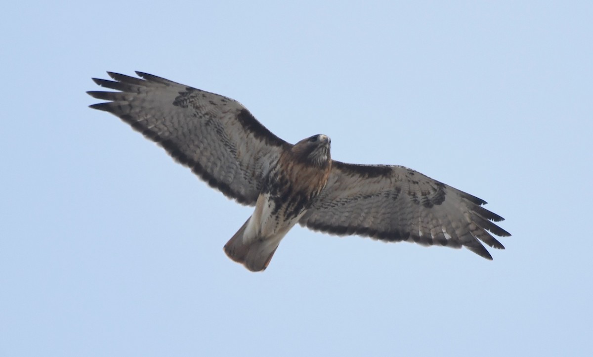Red-tailed Hawk (abieticola) - ML531851341