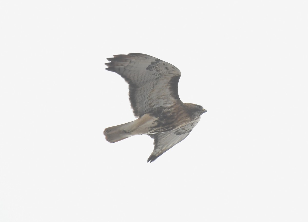 Red-tailed Hawk (abieticola) - ML531851351