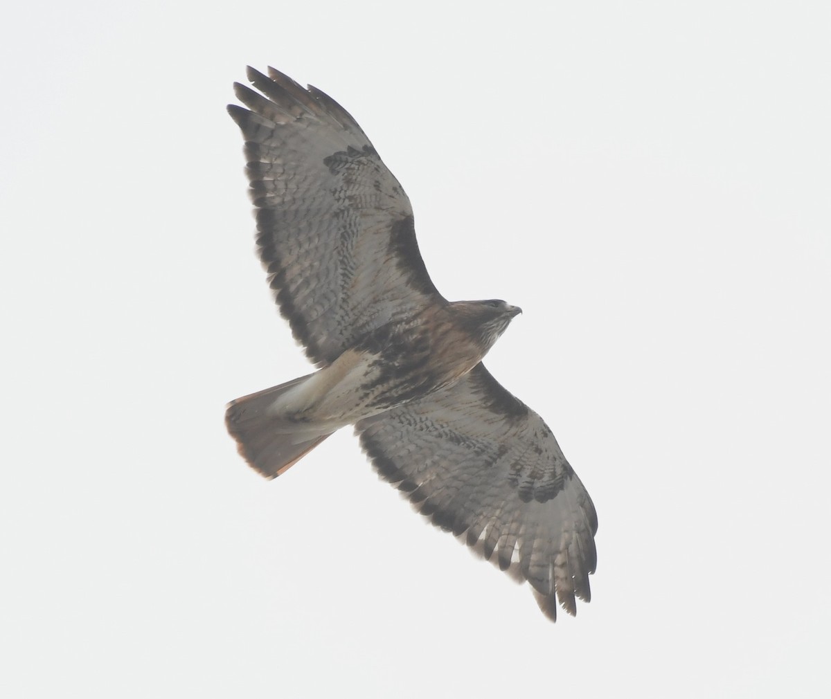 Red-tailed Hawk (abieticola) - ML531851361
