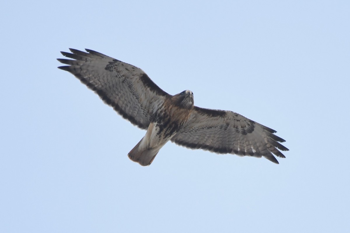 Red-tailed Hawk (abieticola) - ML531851371