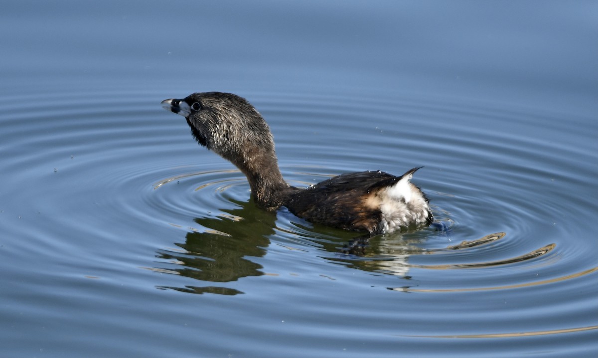 Pied-billed Grebe - David Kane