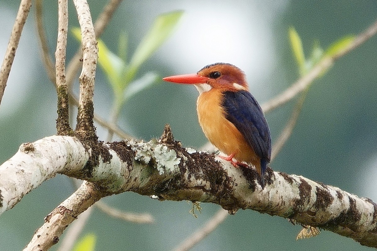 African Pygmy Kingfisher - ML531852071