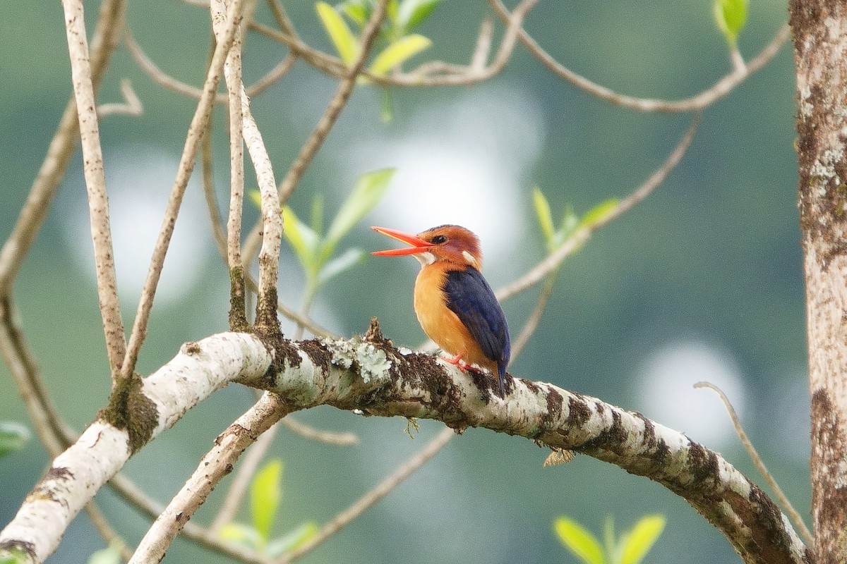 African Pygmy Kingfisher - ML531852081
