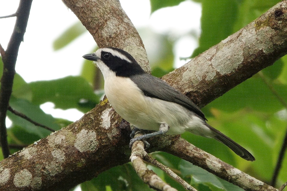 Gray-green Bushshrike - ML531852151