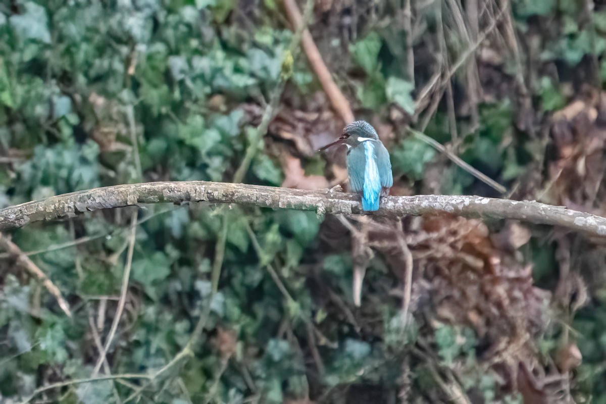 Common Kingfisher - ML531852291