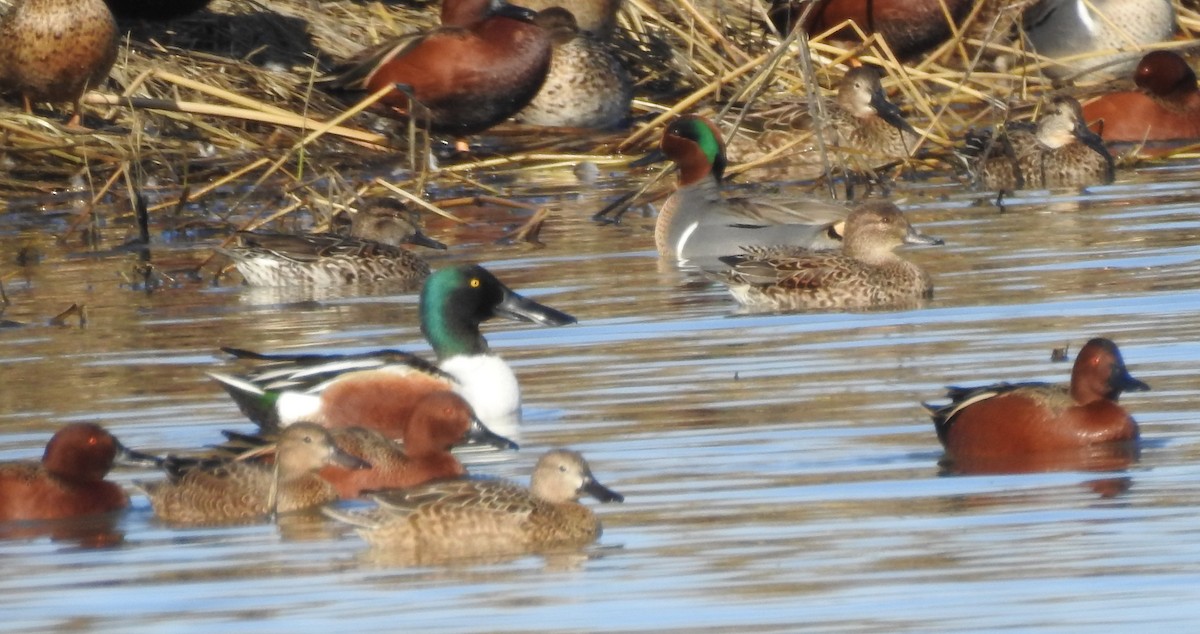 Green-winged Teal - ML531852311