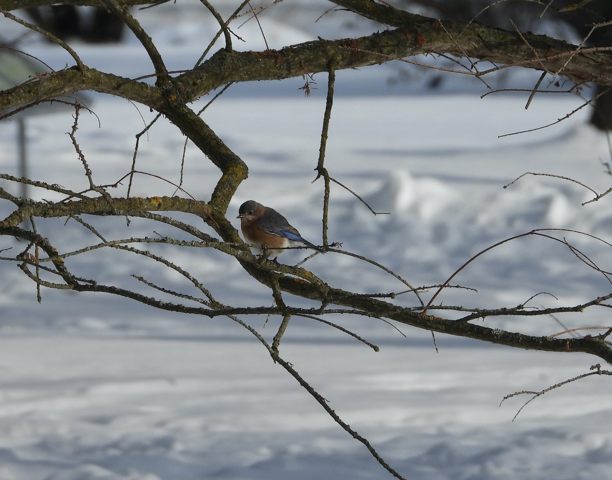 Eastern Bluebird - ML531852651