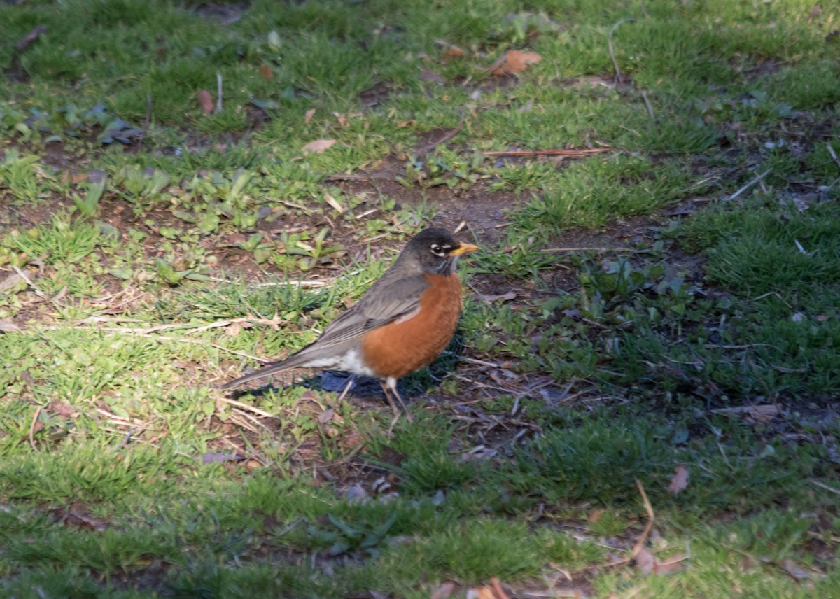 American Robin - ML53185281