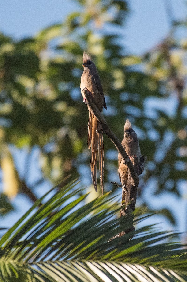 Speckled Mousebird - ML53185291