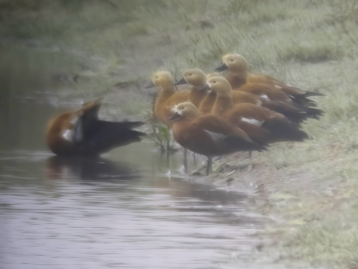 Ruddy Shelduck - ML531852941