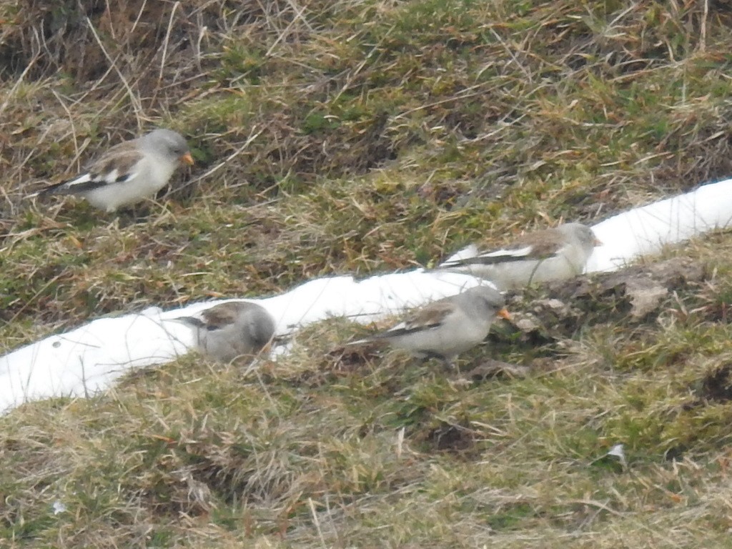 White-winged Snowfinch - Oscar Gutiérrez