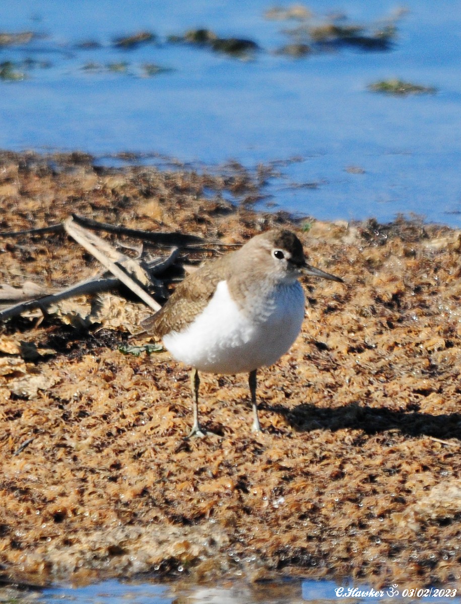 Common Sandpiper - ML531853051