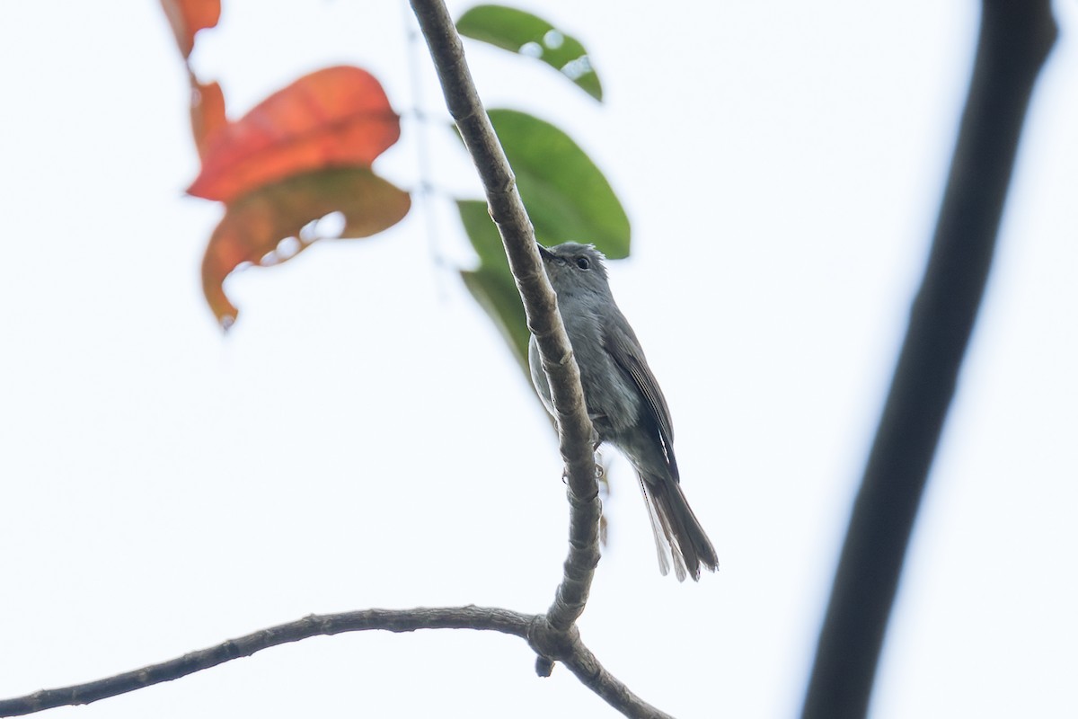 Pale Blue Flycatcher (Unicolored) - ML531853381