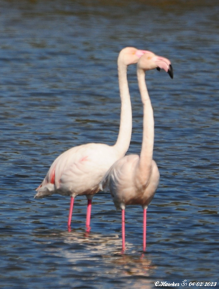 Greater Flamingo - ML531853431