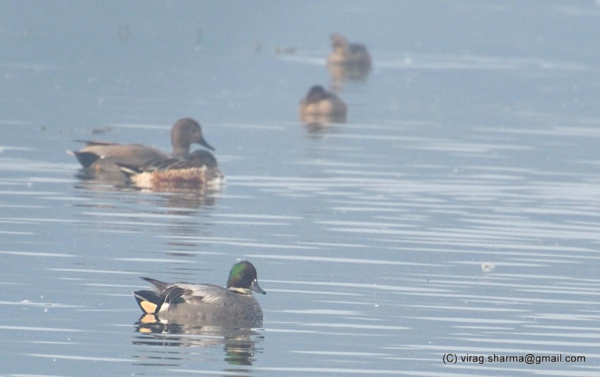 Falcated Duck - ML531853631