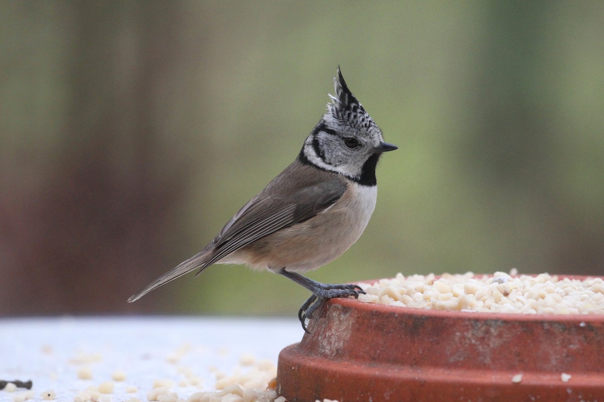 Crested Tit - ML531853821
