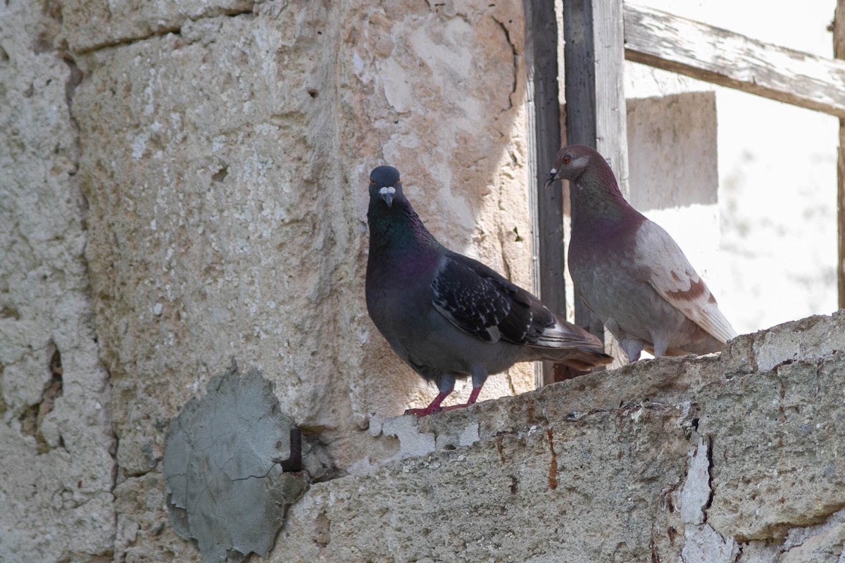 Rock Pigeon (Feral Pigeon) - ML531853831