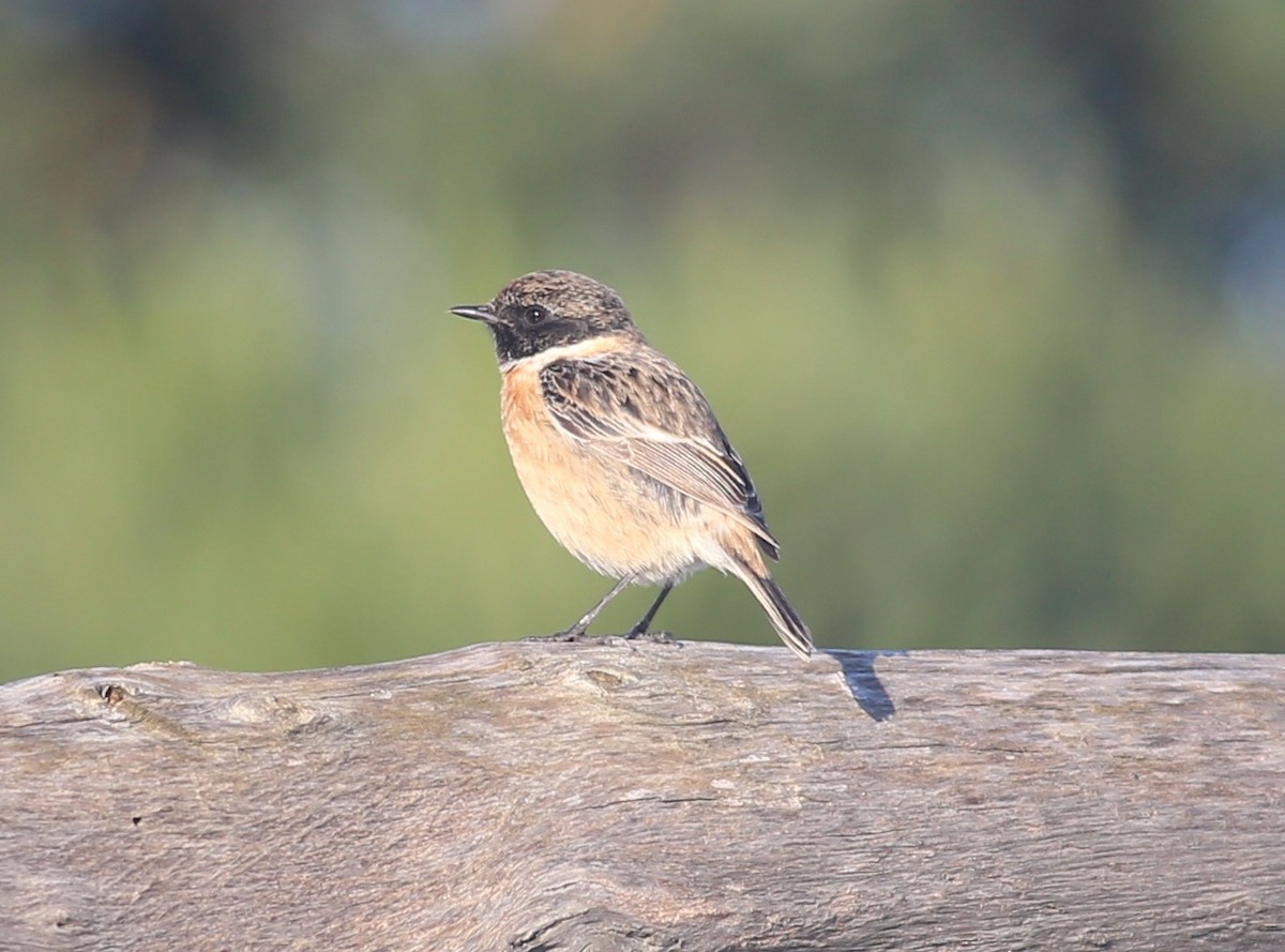 European Stonechat - ML531855601