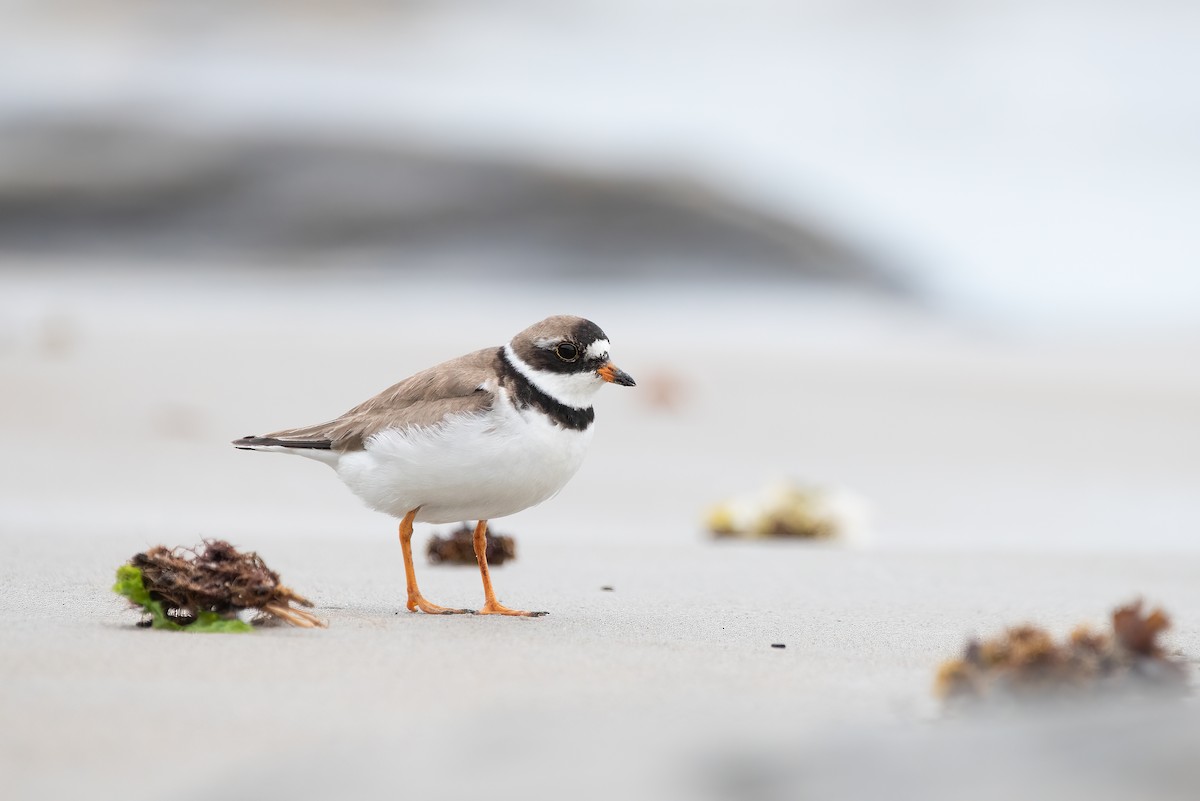 Semipalmated Plover - ML531856571