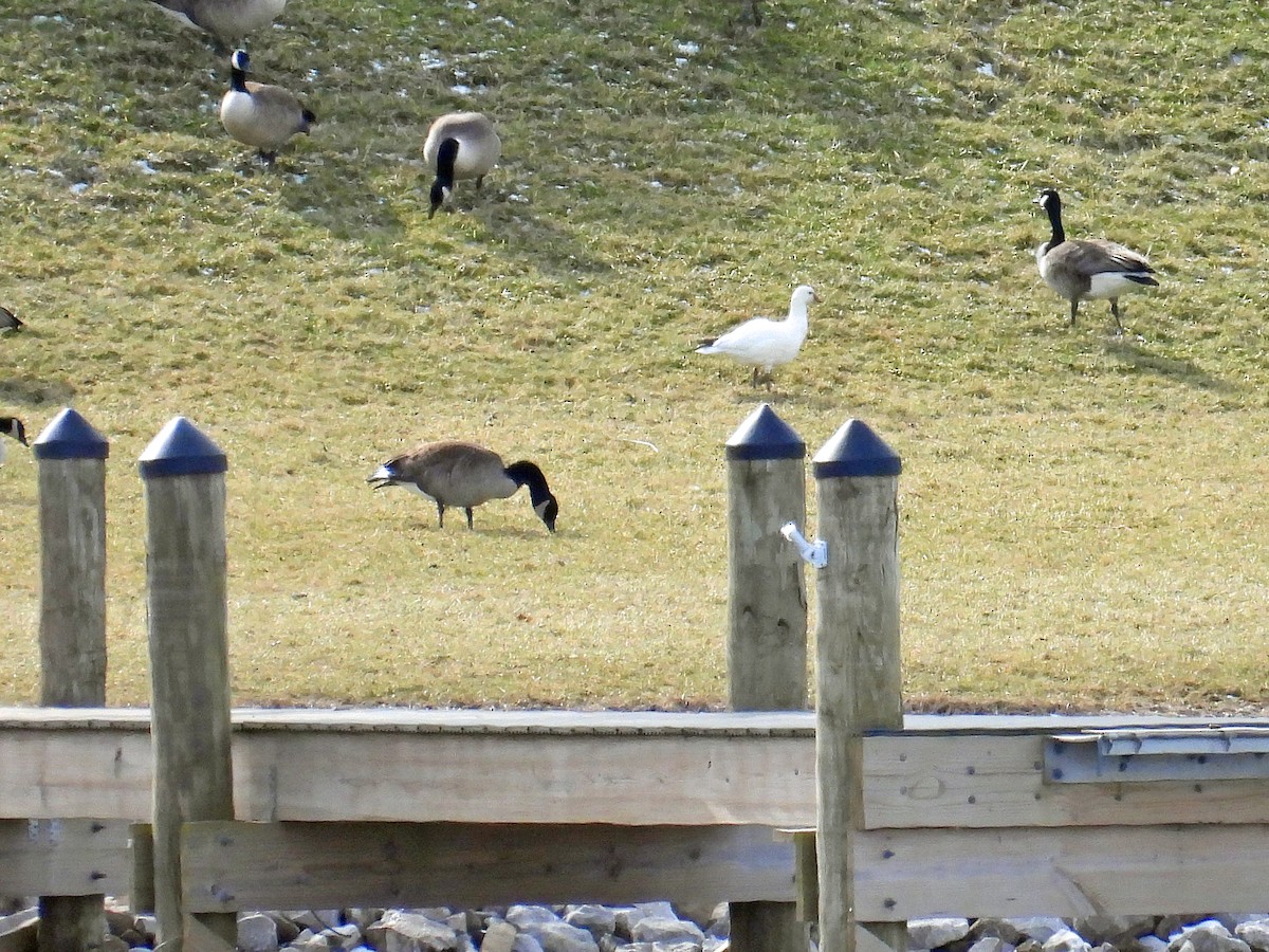 Ross's Goose - ML531856631