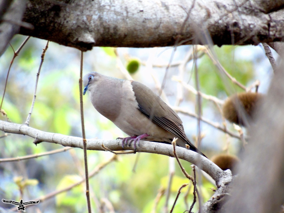 White-tipped Dove - Eduardo Acevedo