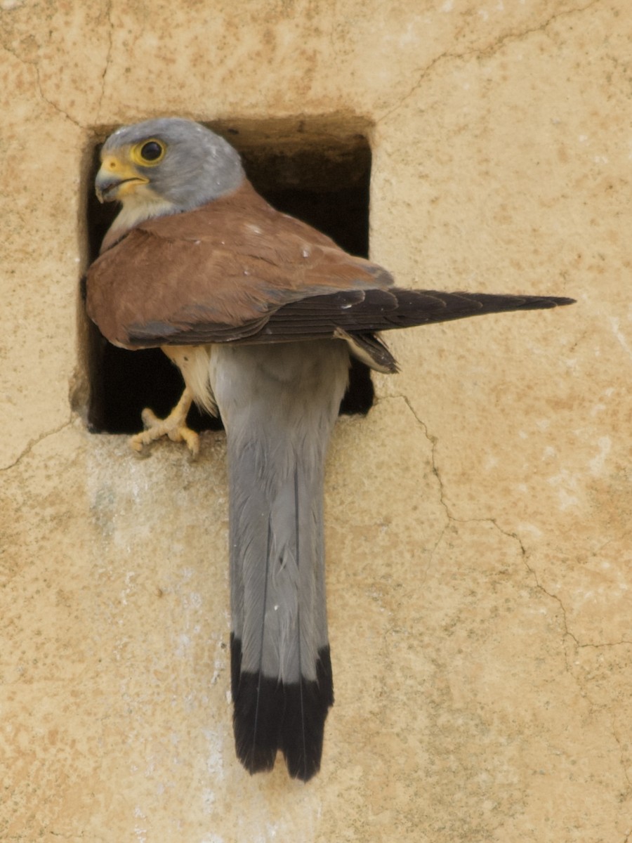 Lesser Kestrel - Anonymous