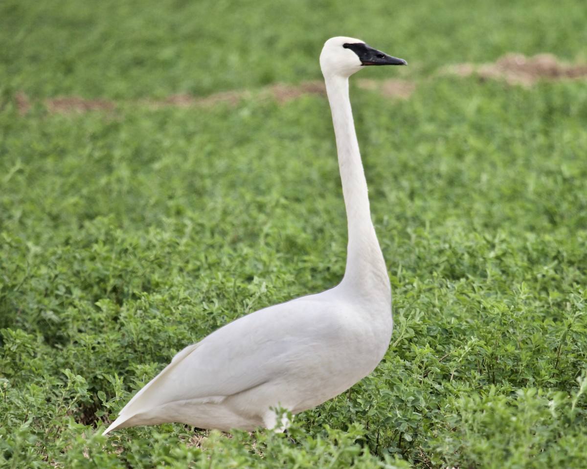 Trumpeter Swan - ML53186141