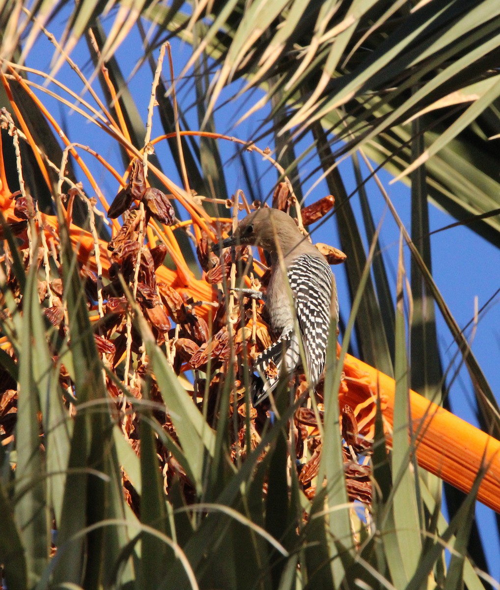 Gila Woodpecker - Gary Rains