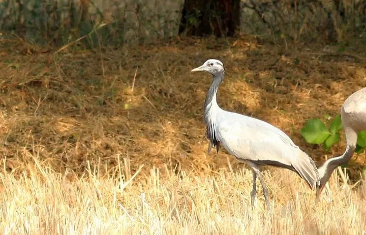 Demoiselle Crane - ML531861801