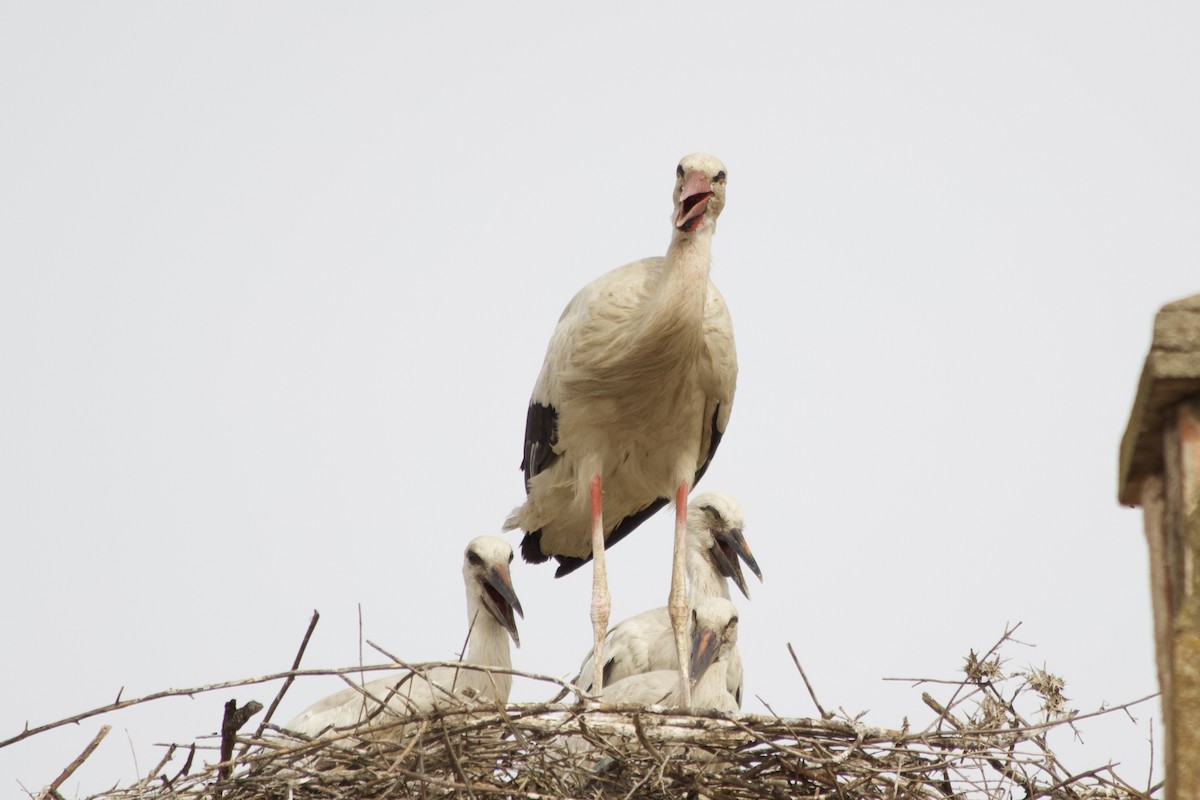 White Stork - ML531863861