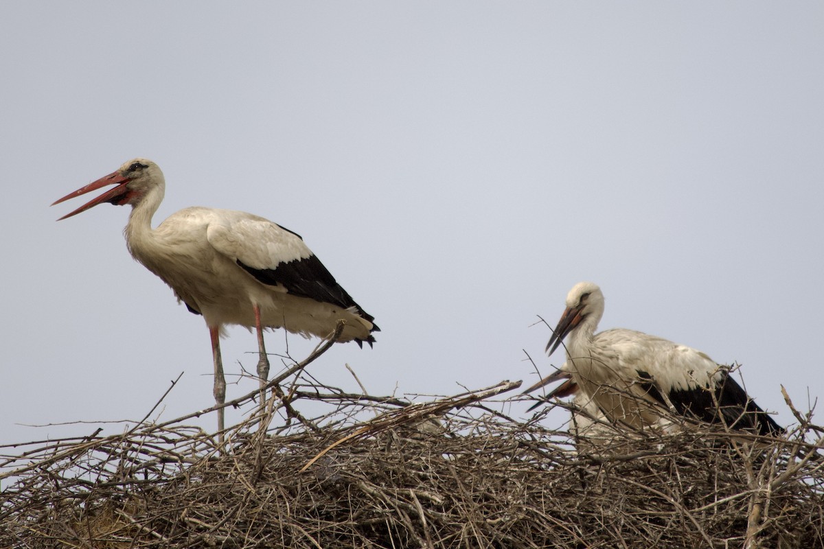 Cigogne blanche - ML531863871