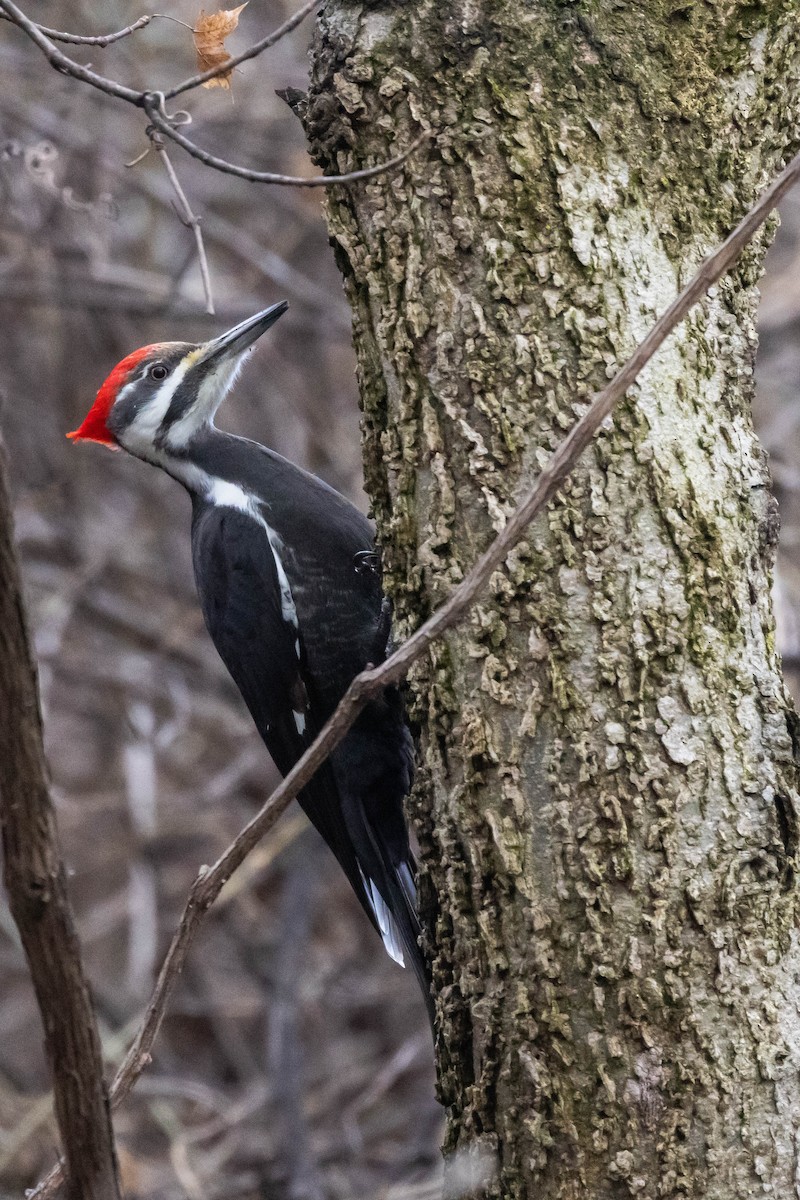 Pileated Woodpecker - ML531864231