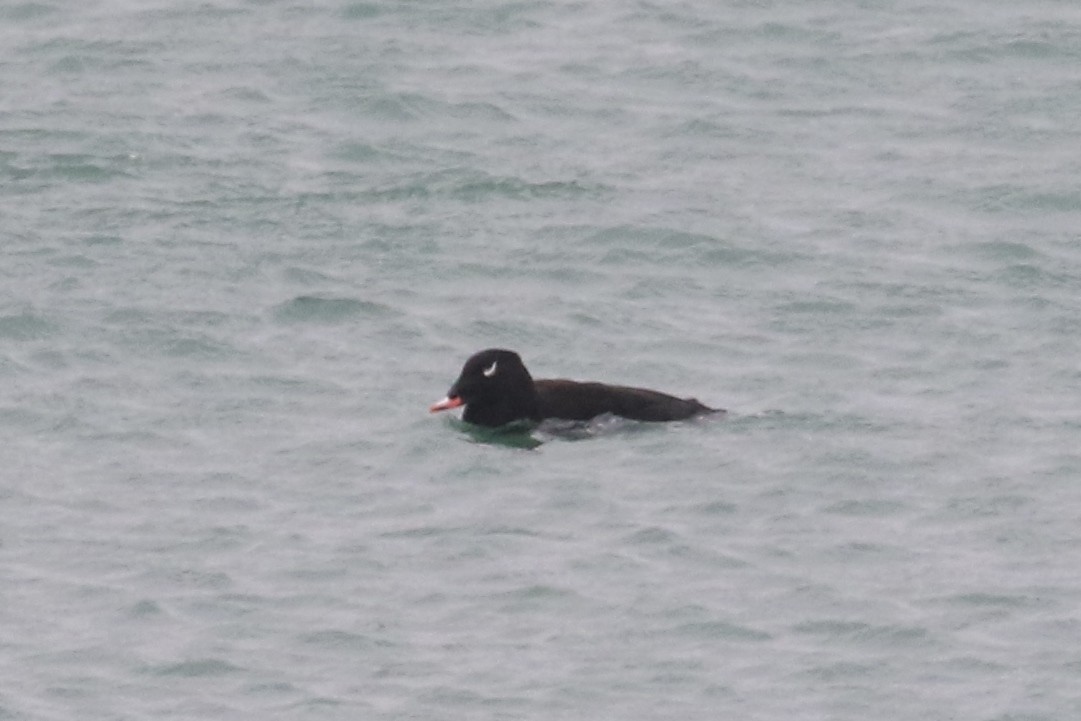 White-winged Scoter - Ingvar Atli Sigurðsson