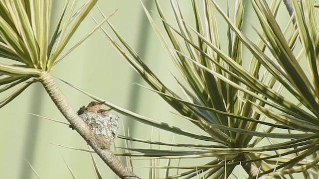 Tarçın Renkli Kolibri - ML531864391