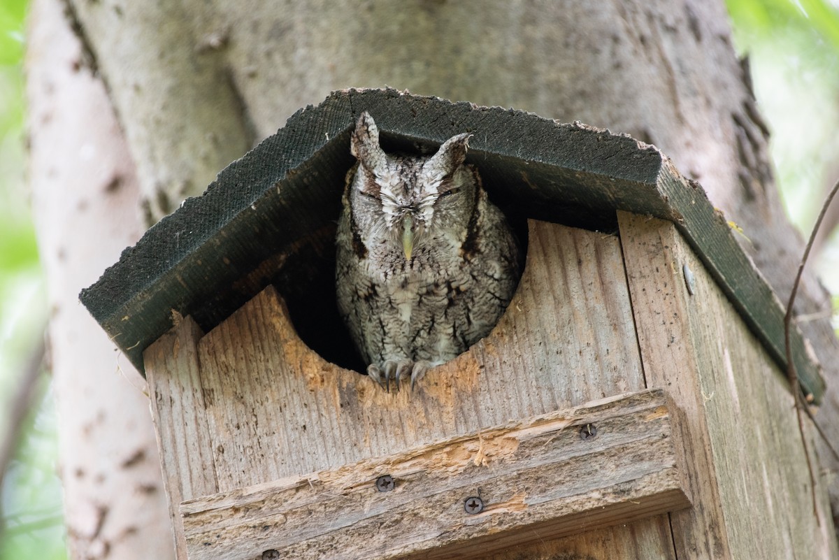 Eastern Screech-Owl (McCall's) - ML531864601