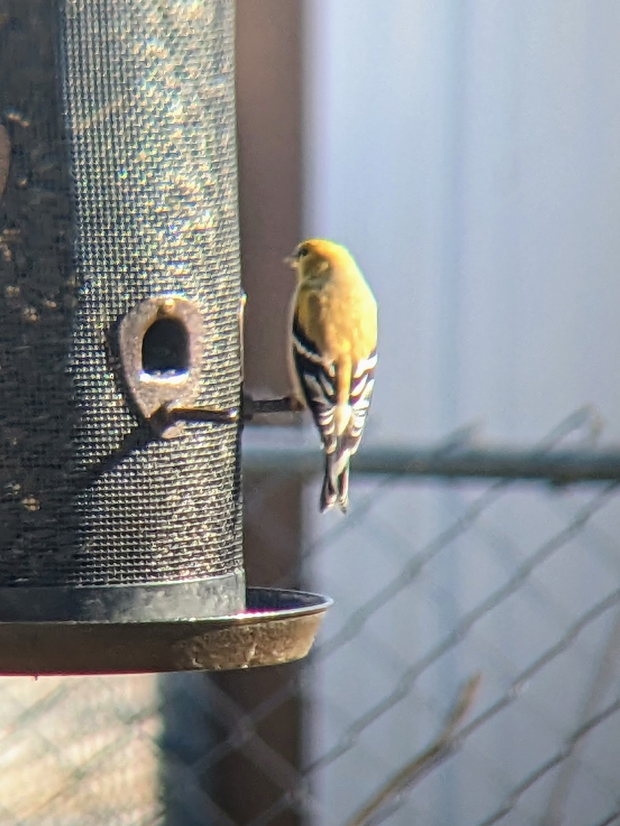 American Goldfinch - ML531865291