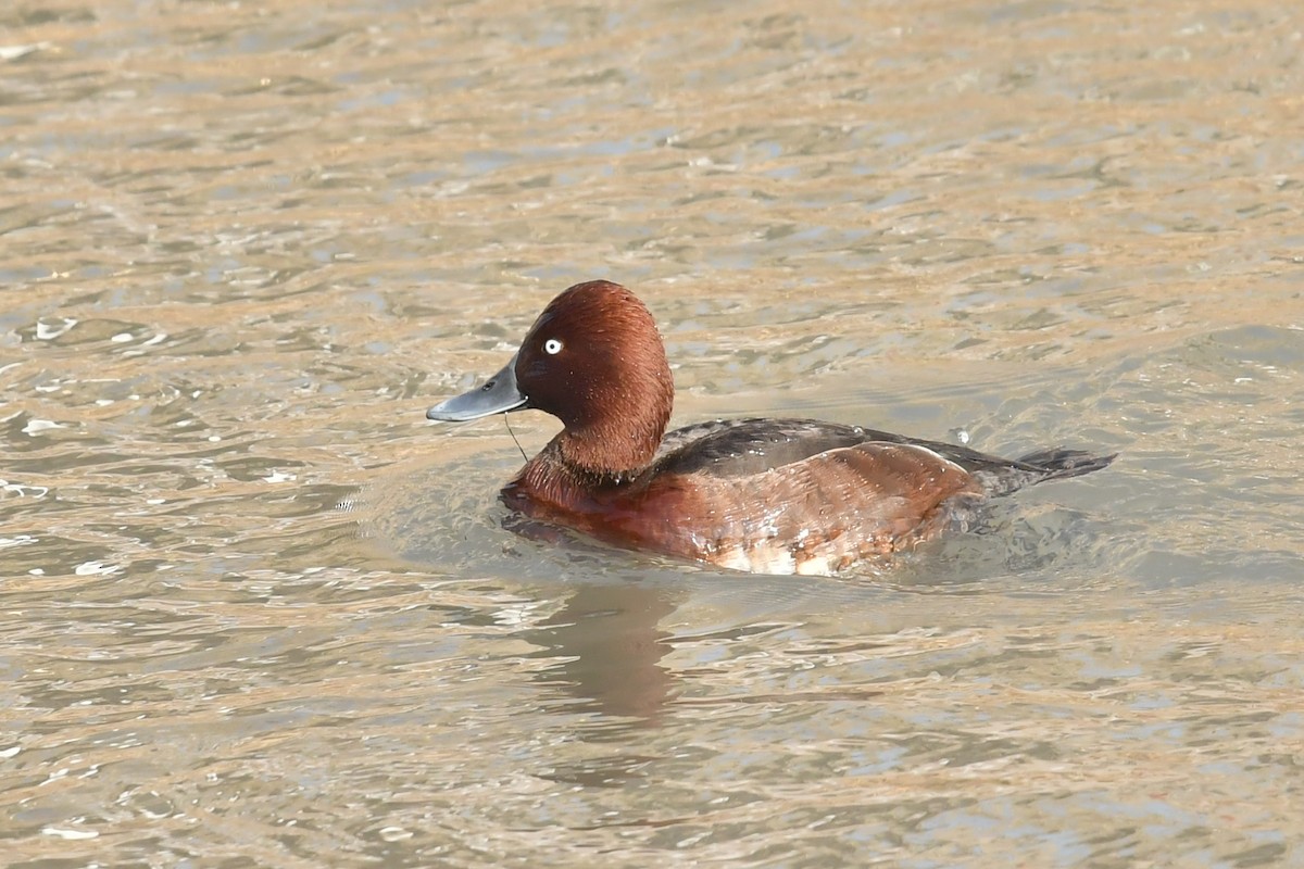 Ferruginous Duck - ML531865891