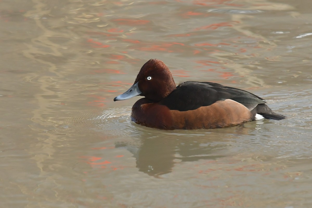 Ferruginous Duck - ML531865911